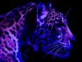 /album/egyeb-allat-kepek/rarduc-jpg/